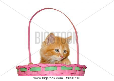 Милые пасхальные котенок