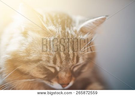Sleeping Cat. Close-up Sleeping Cute Cat. Portrait Of Grey Cat Sleeping. Sleeping Striped Tomcat - P