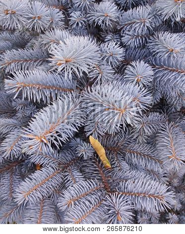 Blue Spruce. Blue Fir. Christmas Tree. Branches Of Bluish Fir. Green Blue Coniferous Branches.  Frag