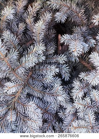 Blue Spruce. Blue Fir. Christmas Tree. Branches Of Bluish Fir. Green Blue Coniferous Branches.  Frag