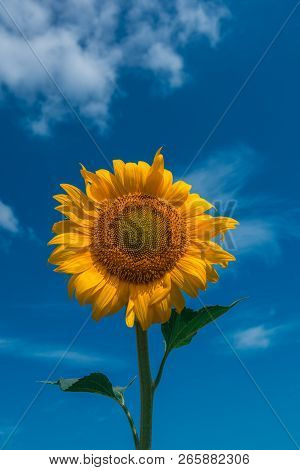 Sunflower Summer Flower Close-up, Against A Background Of Clouds. Agroculture, Harvest.