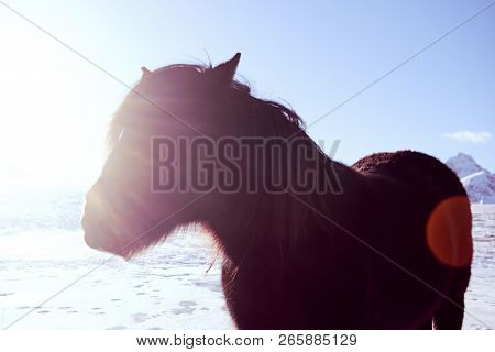 Norvegian Hairy Fjord Horse Portrait With Sun Rays. Norway, Lofoten Islands. Hipster Style