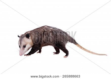 The Virginia Opossum, Didelphis Virginiana, On White