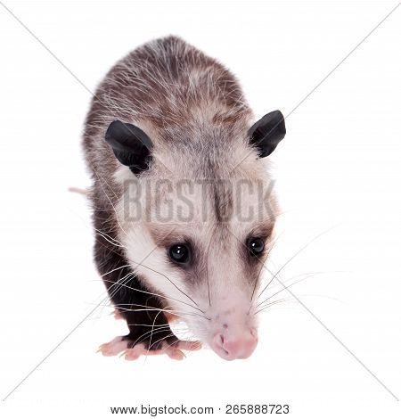 The Virginia Opossum, Didelphis Virginiana, On White