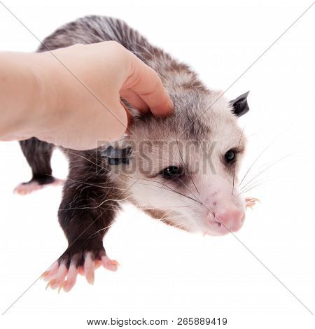 The Virginia Opossum, Didelphis Virginiana, On White