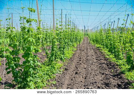 Beautiful Landscape. Hops Field And Blue Sky
