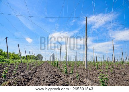 Beautiful Landscape. Hops Field And Blue Sky