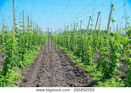 Beautiful Landscape. Hops Field And Blue Sky
