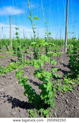 Beautiful Landscape. Hops Field And Blue Sky