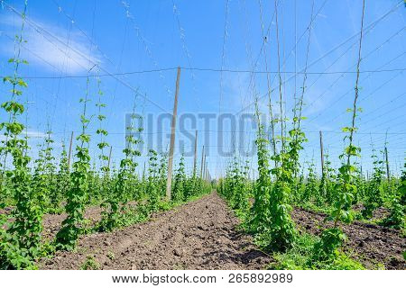 Beautiful Landscape. Hops Field And Blue Sky
