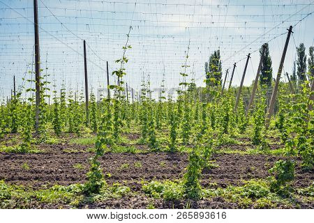 Beautiful Landscape. Hops Field And Blue Sky