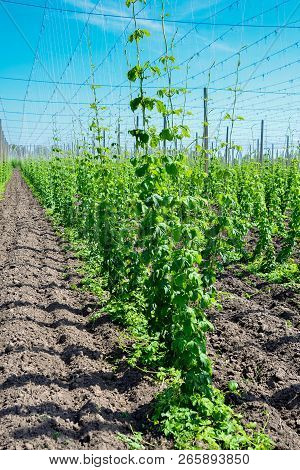 Beautiful Landscape. Hops Field And Blue Sky