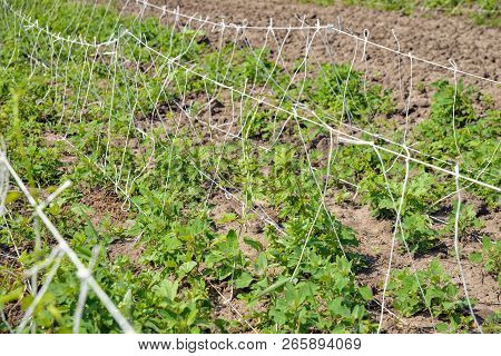 Beautiful Landscape. Hops Field And Blue Sky