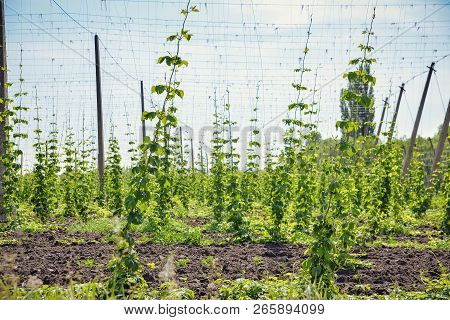 Beautiful Landscape. Hops Field And Blue Sky