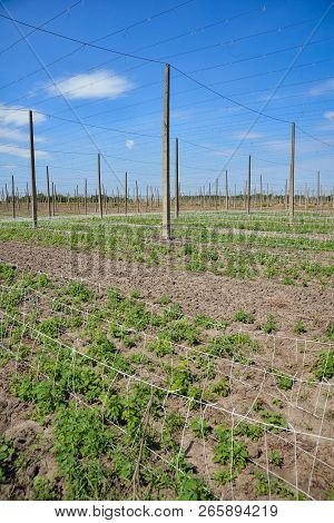 Beautiful Landscape. Hops Field And Blue Sky