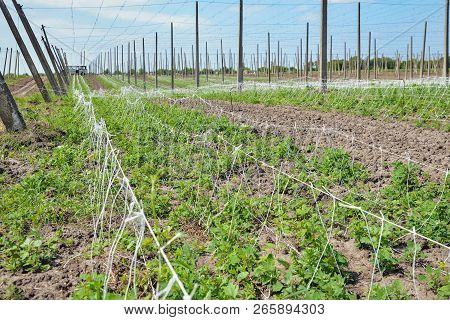 Beautiful Landscape. Hops Field And Blue Sky