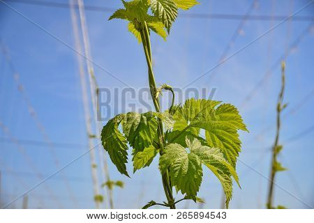 Beautiful Landscape. Hops Field And Blue Sky