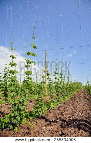 Beautiful Landscape. Hops Field And Blue Sky