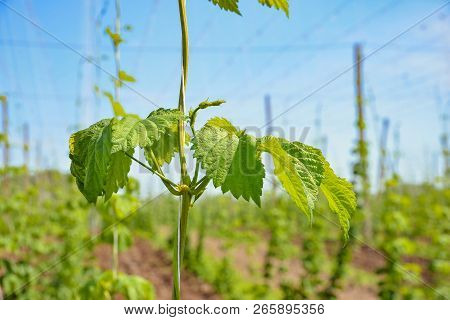 Beautiful Landscape. Hops Field And Blue Sky