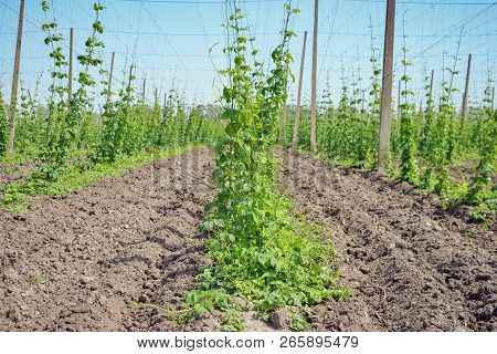 Beautiful Landscape. Hops Field And Blue Sky
