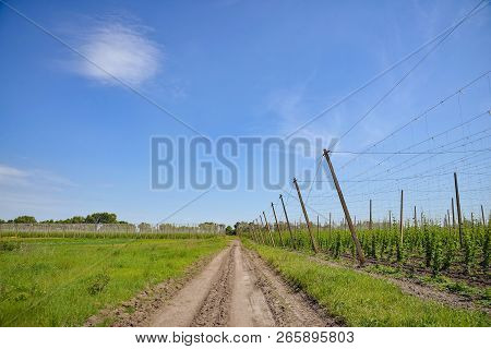 Beautiful Landscape. Hops Field And Blue Sky