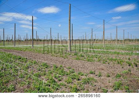 Beautiful Landscape. Hops Field And Blue Sky