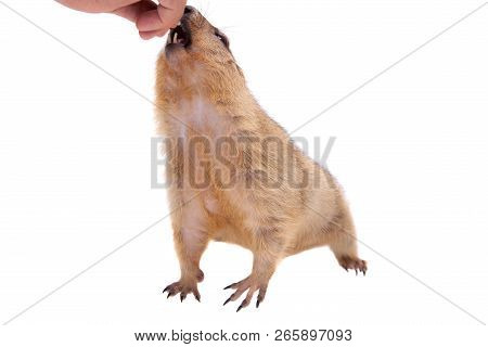 The Bobak Or Steppe Marmot On White Background
