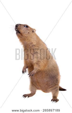 The Bobak Or Steppe Marmot On White Background