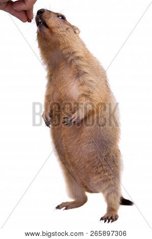 The Bobak Or Steppe Marmot On White Background