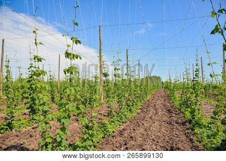 Beautiful Landscape. Hops Field And Blue Sky