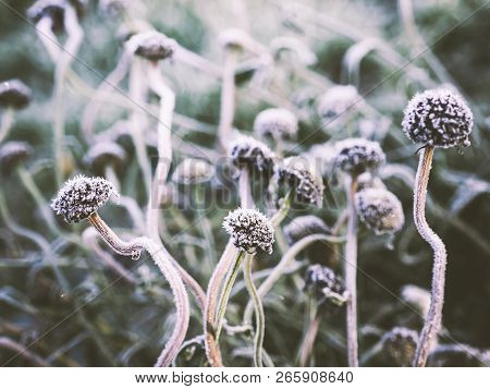 Fower Bed With First Frost, Selective Focus, Low Depth Of Field