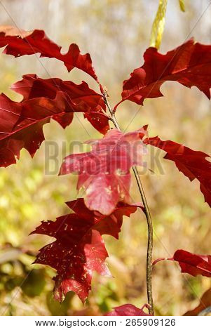 Oak Tree Sapling In Fall With Red Leaves In Woods Near Hinckley Minnesota
