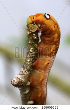 Caterpillar With Big Fake Eyes Feeding On Small Tree Branch.