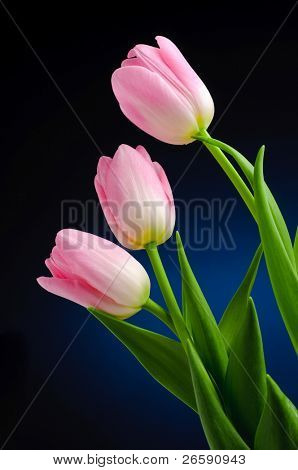 Tulipani rosa su sfondo darc.