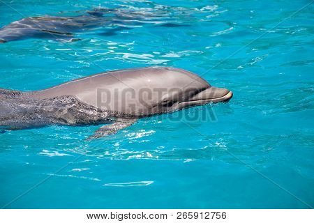 Bottlenose Dolphin Tursiops Truncatus Swims Along The Shoreline Of Key West