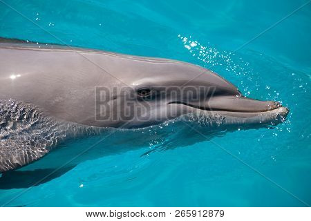 Bottlenose Dolphin Tursiops Truncatus Swims Along The Shoreline Of Key West