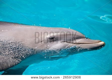 Bottlenose Dolphin Tursiops Truncatus Swims Along The Shoreline Of Key West