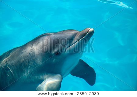 Bottlenose Dolphin Tursiops Truncatus Swims Along The Shoreline Of Key West