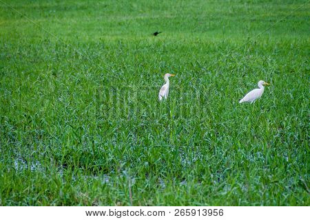 Cattle Egret Bubulcus Ibis Near Dangriga Town, Belize