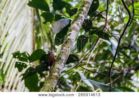 Ivory-billed Woodcreeper Xiphorhynchus Flavigaster In Cockscomb Basin Wildlife Sanctuary, Belize.