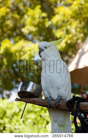 Yellow-crested Cockatoo Cacatua Sulphurea Perches In Captivity In Florida