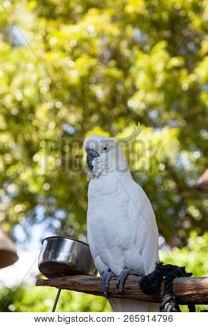 Yellow-crested Cockatoo Cacatua Sulphurea Perches In Captivity In Florida