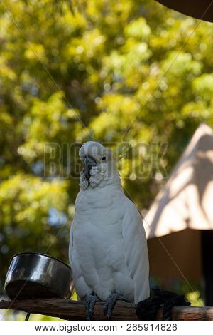 Yellow-crested Cockatoo Cacatua Sulphurea Perches In Captivity In Florida