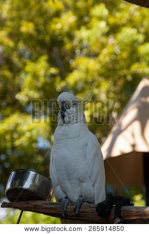 Yellow-crested Cockatoo Cacatua Sulphurea Perches In Captivity In Florida