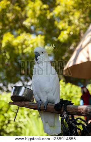 Yellow-crested Cockatoo Cacatua Sulphurea Perches In Captivity In Florida