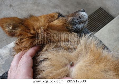 Help Clean Ticks From Dogs. Castor Bean Tick (ixodes Ricinus)