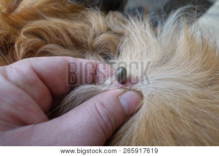 Help Clean Ticks From Dogs. Castor Bean Tick (ixodes Ricinus)