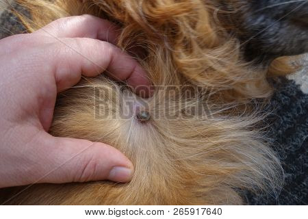 Help Clean Ticks From Dogs. Castor Bean Tick (ixodes Ricinus)