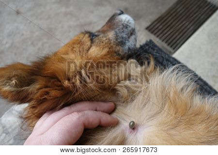 Help Clean Ticks From Dogs. Castor Bean Tick (ixodes Ricinus)