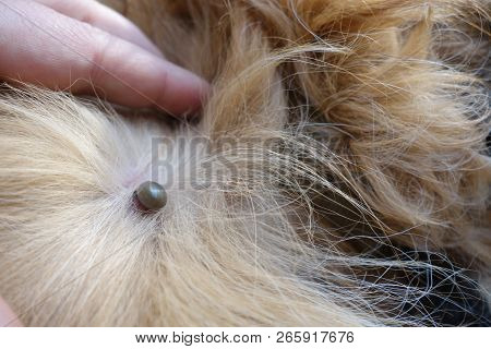 Help Clean Ticks From Dogs. Castor Bean Tick (ixodes Ricinus)
